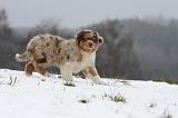 BERGER AUSTRALIEN PUPPIES 435